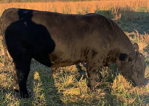 Genetics AI Herd Bulls Oliver Angus Ranch Gentry Arkansas