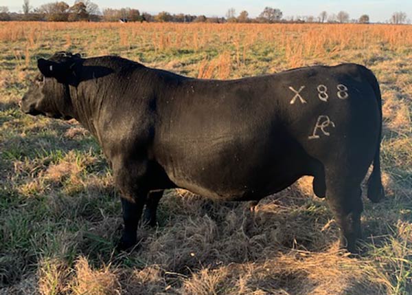 Genetics AI Herd Bulls Oliver Angus Ranch Gentry Arkansas